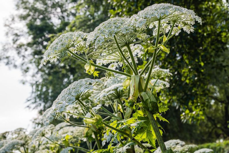 Giant Hogweed (Heracleum mantegazzianum)