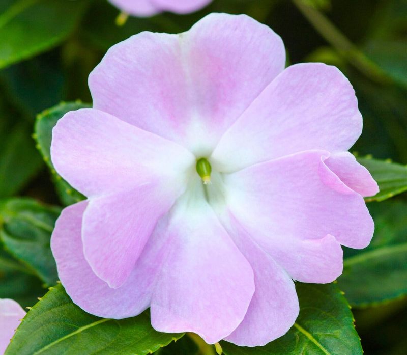 Flower Appearance and Longevity