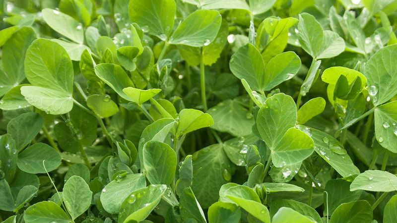 Green Manure