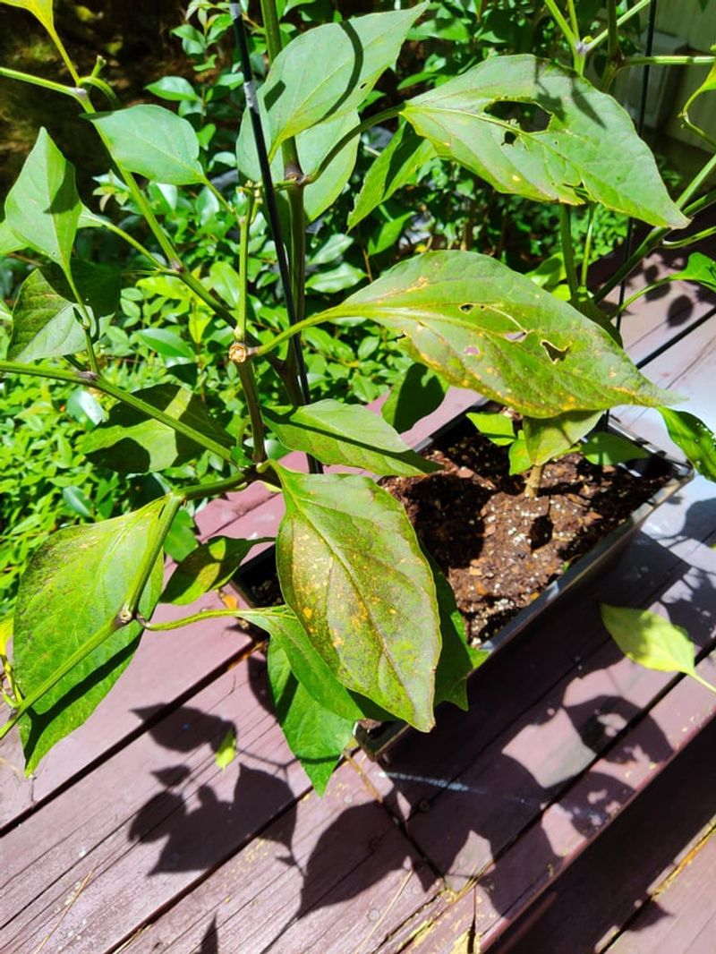 Spraying Water All Over Plant Leaves