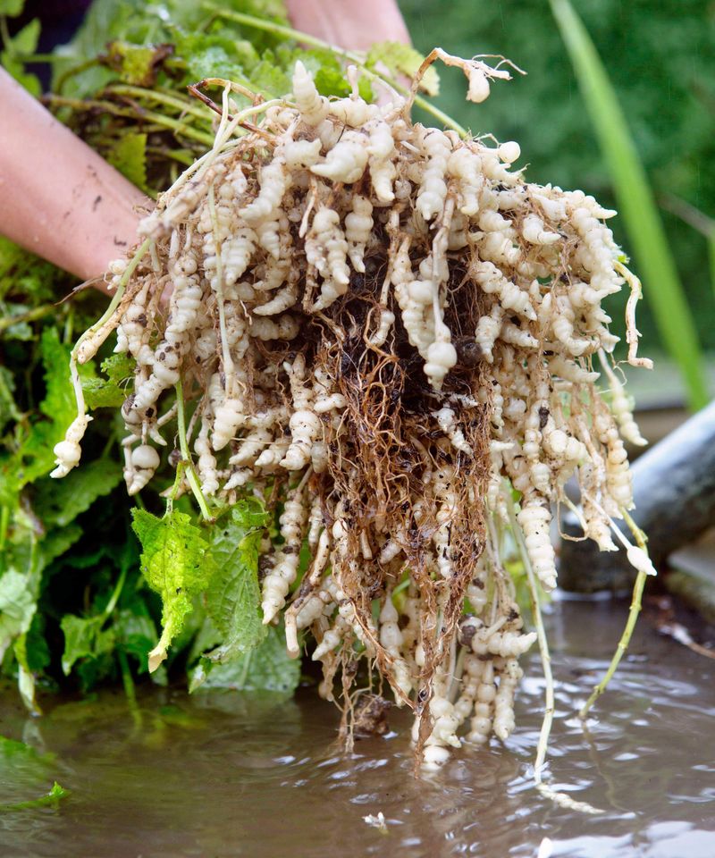 Crosnes (Chinese Artichokes)