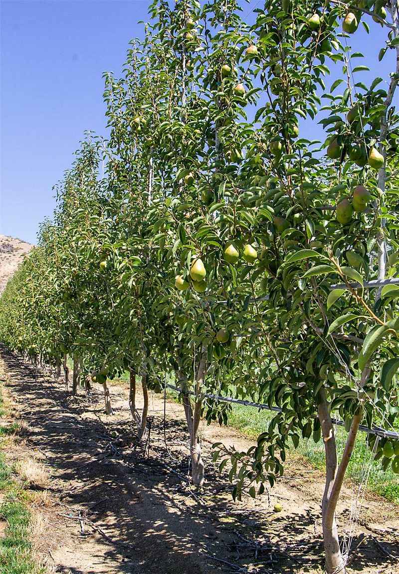 Pear Trees