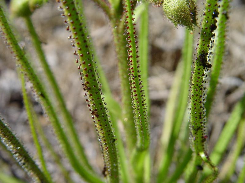 Portuguese Sundew (Drosophyllum lusitanicum)