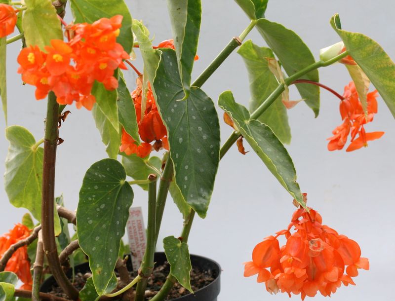 Cane Begonia