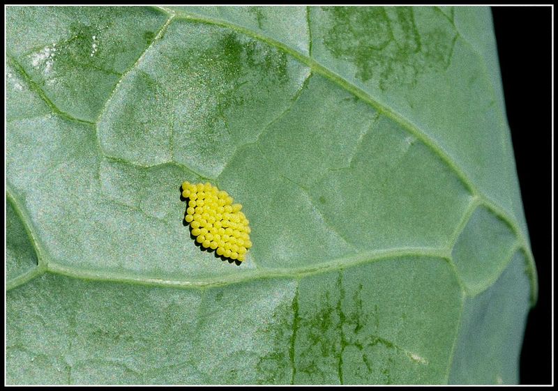 Visible Egg Clusters