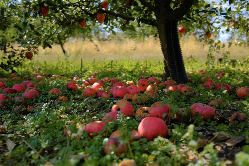 Picking Up Fallen Fruit