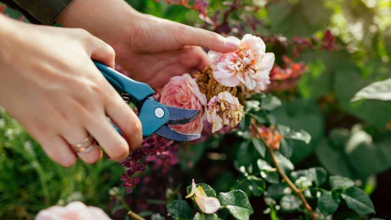 Deadheading Flowers – If you want more blooms, you gotta snip.