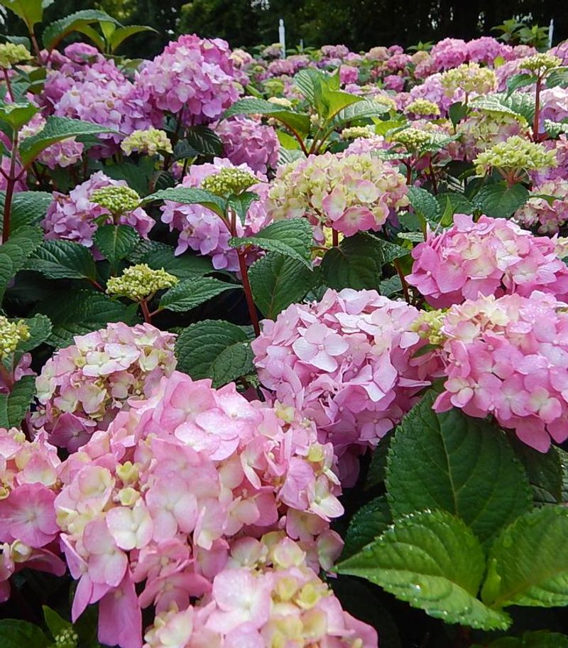Hydrangea macrophylla
