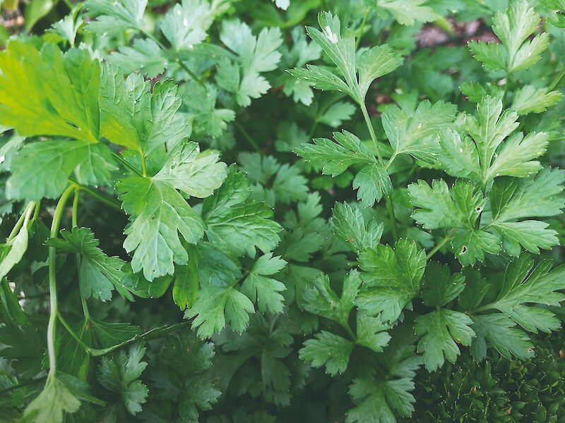 Symbol of Hospitality and Protection