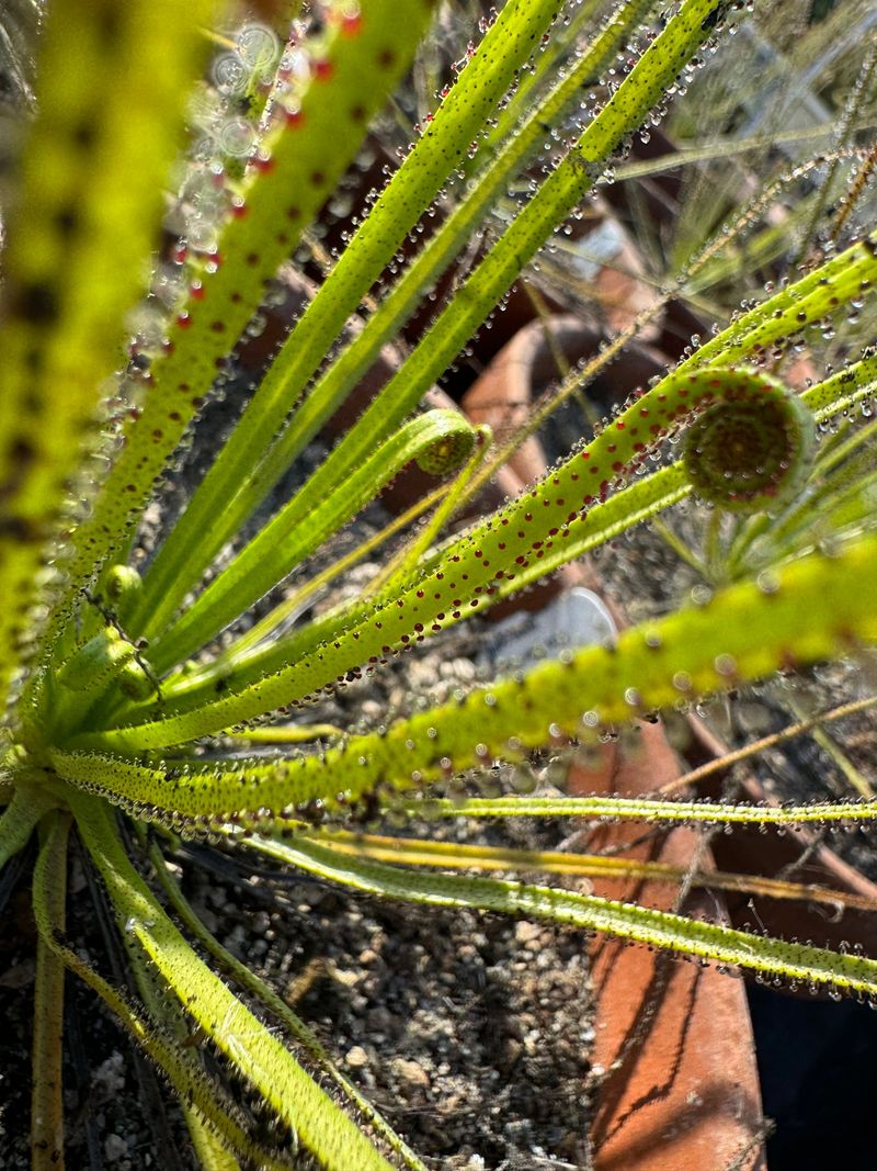 Dewy Pine (Drosophyllum)