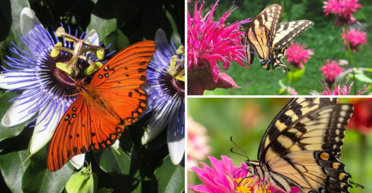 What Butterfly Experts Don’t Want You to Know About These 21 Common Plants