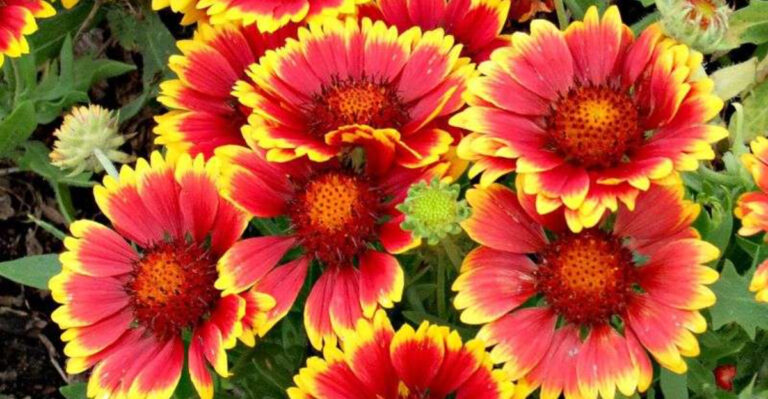What Grows Well in Sandy Soil? Top Picks for New Jersey Coastal Gardens