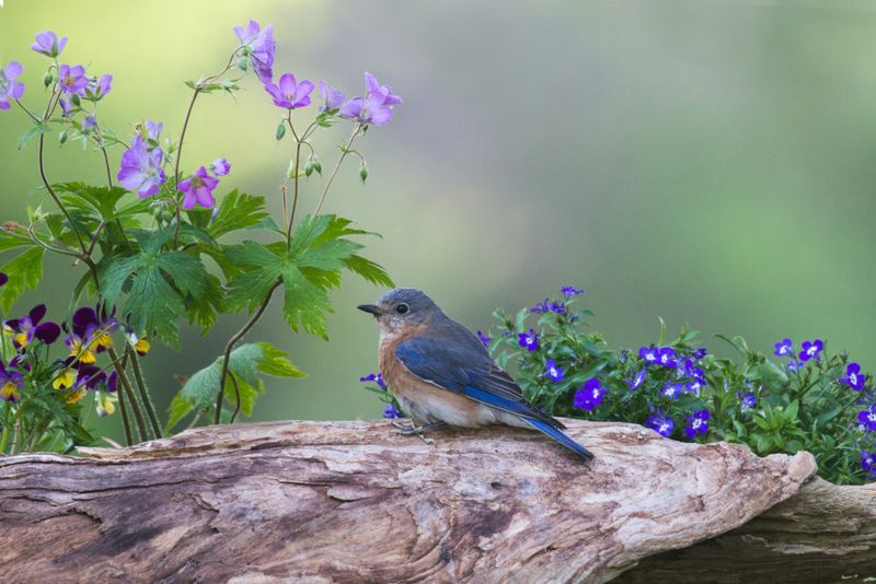 Your Garden Is Becoming a Sanctuary