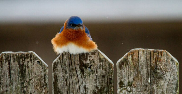 What It Really Means When You See a Bluebird in Your Garden (Hint: It’s More Than Just a Pretty Visitor!)