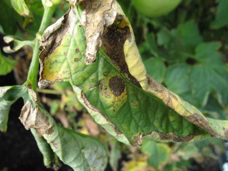 What To Do If Your Tomato Plants Show Signs Of Blight – Why & How To ...