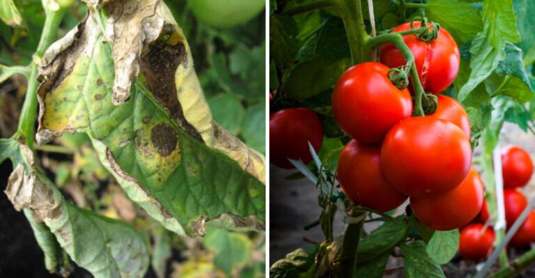 What To Do If Your Tomato Plants Show Signs Of Blight – Why & How To Act Fast!