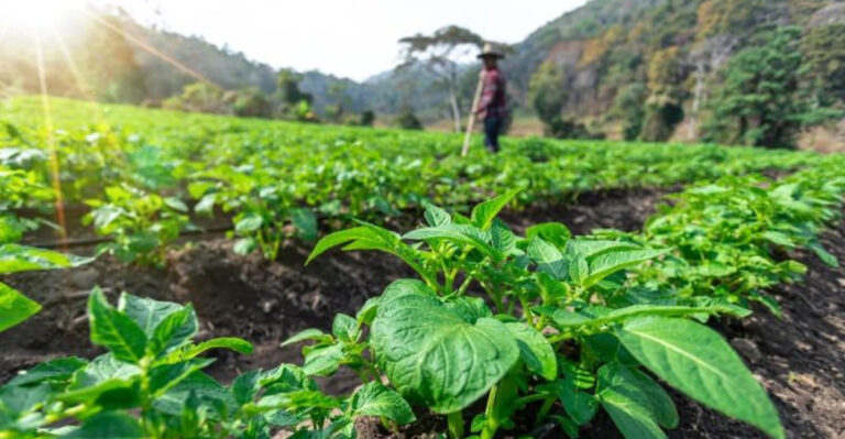 What Your Plants Eat Matters – Because It Becomes What You Eat