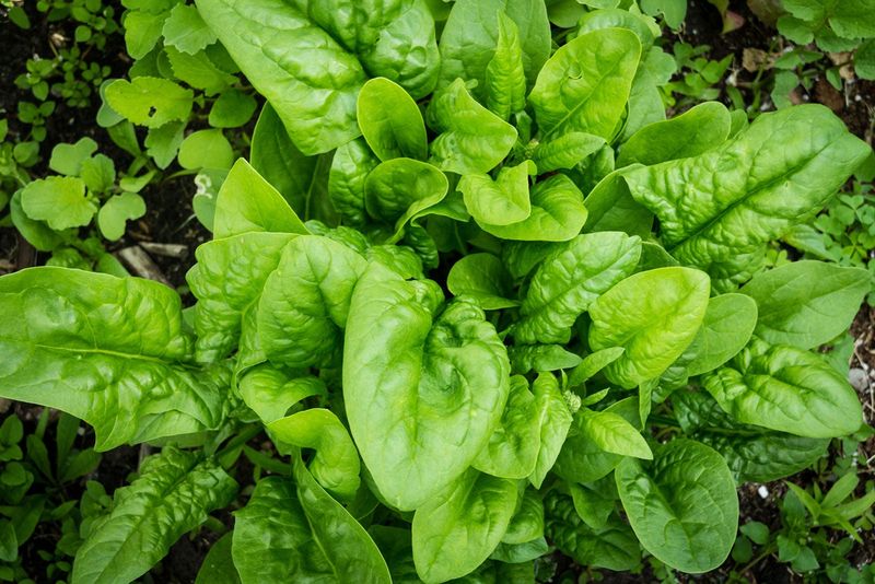 Plant Leafy Greens Like Spinach