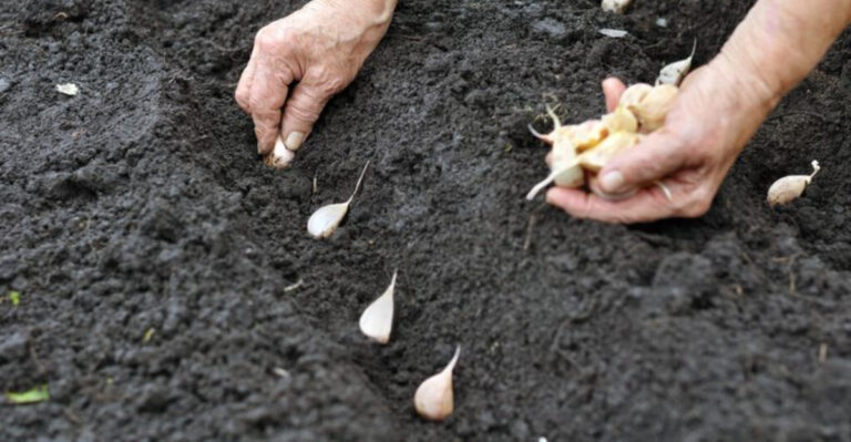 What to Plant Now for the Fall Vegetable Garden