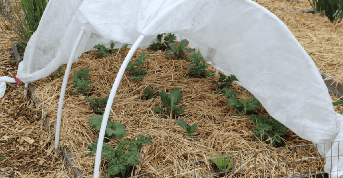 fall garden vegetables raised beds Pennsylvania