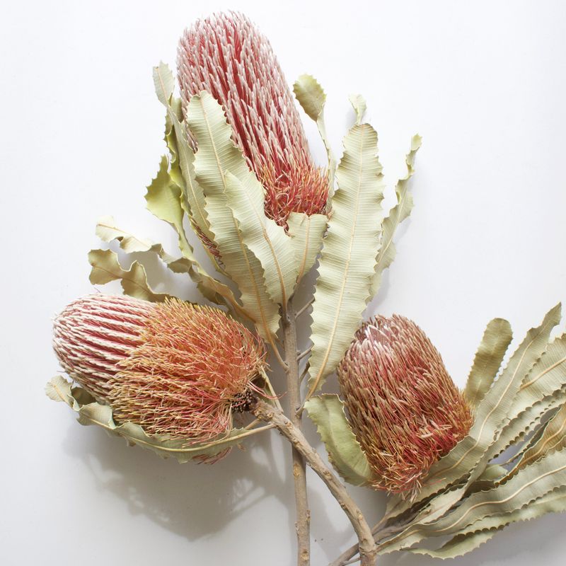 Banksia (Banksia spp.)
