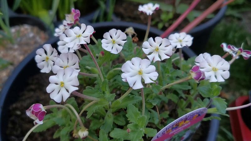 White Night Phlox (Zaluzianskya ovata)