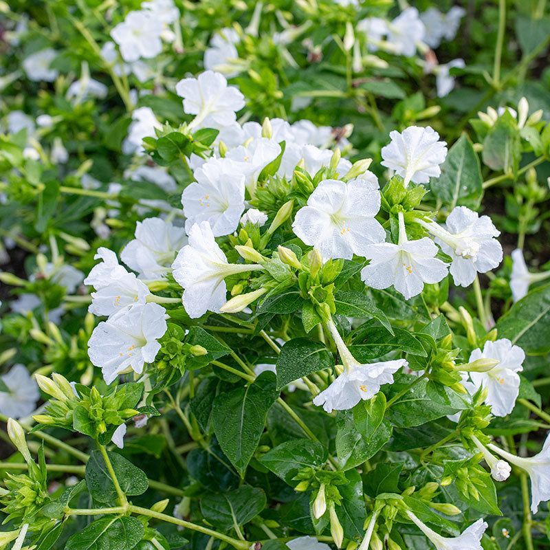 White Four O’Clocks (Mirabilis jalapa 'Alba')