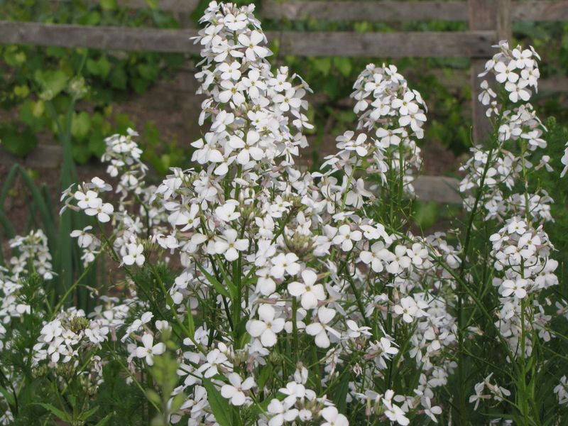 White Dame’s Rocket (Hesperis matronalis 'Alba')