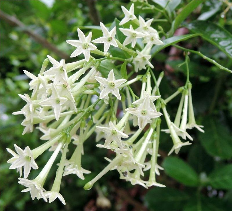 White Night-Blooming Jasmine (Cestrum nocturnum)