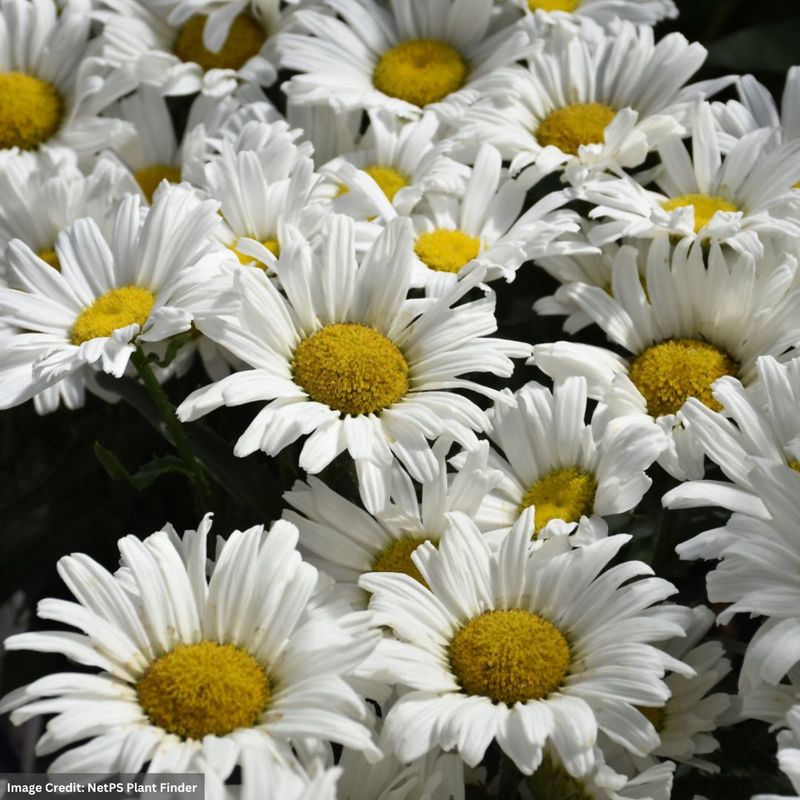 White Shasta Daisy (Leucanthemum × superbum)