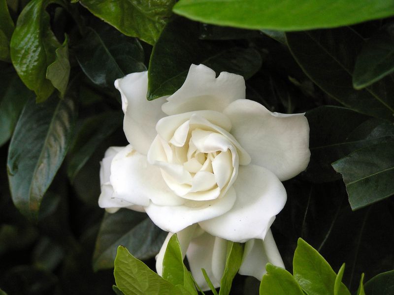Gardenia (Gardenia jasminoides)