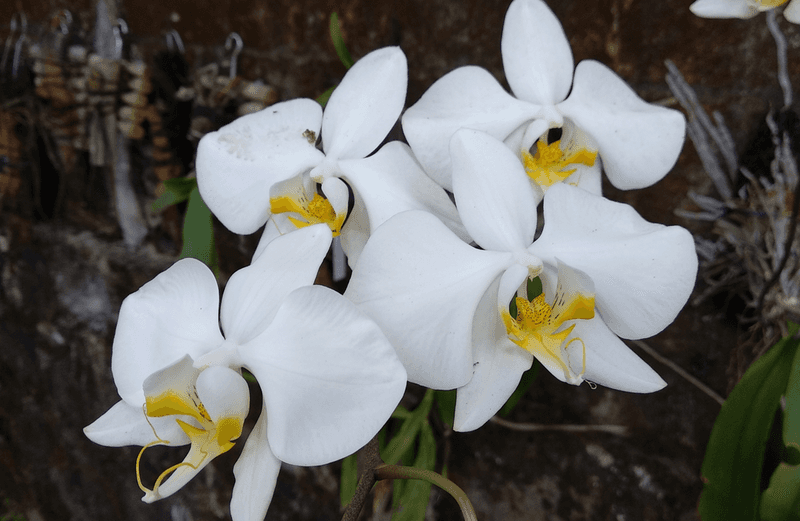 White Moth Orchid (Phalaenopsis amabilis)