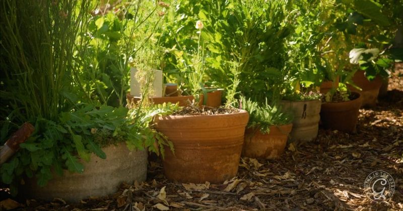 Flexibility in Plant Placement