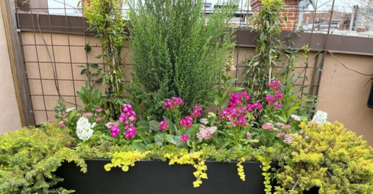 Why Arizona Gardeners Are Moving Toward Container Gardening – And How to Start