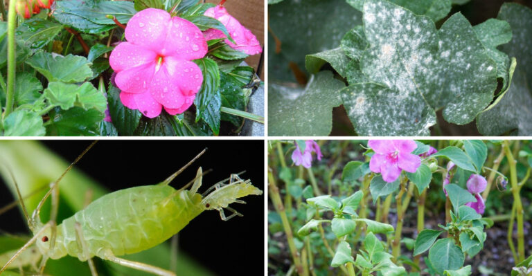 Why Impatiens Are Dying in Your Yard—And What to Do About It