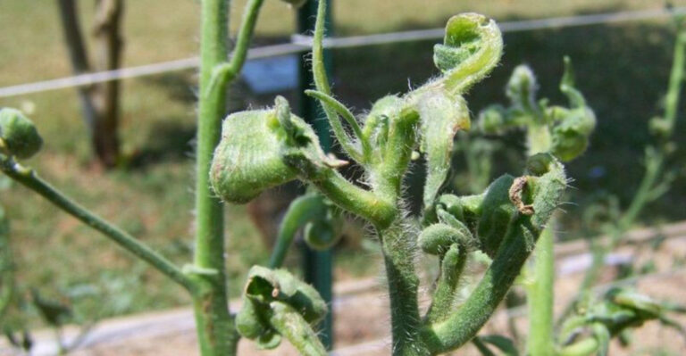 Why Tomato Plant Leaves Curl – And How To Fix The Problem Fast!
