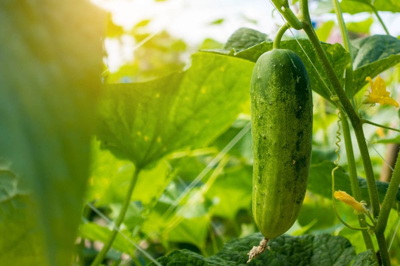 Cucumbers Love the Heat