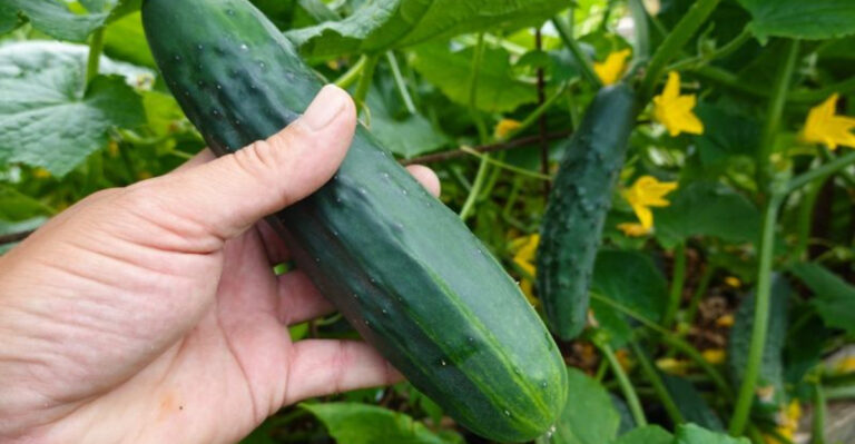 Why You Should Be Planting Cucumbers Right Now – Don’t Miss Your Second Harvest!