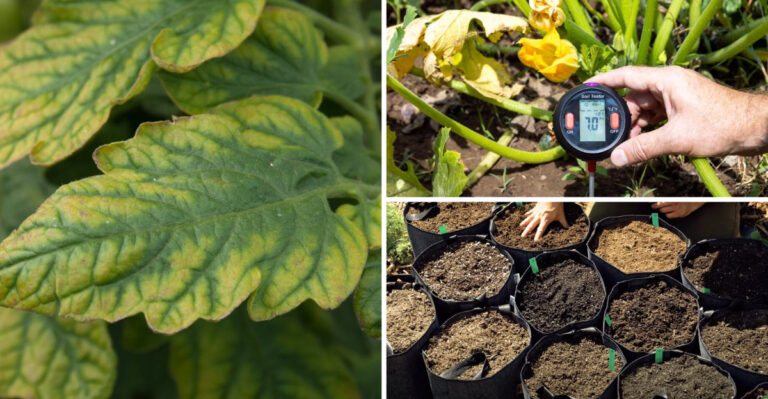 Why Your Plants Keep Wilting Even When You’re Watering Them
