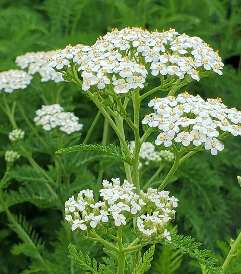 Yarrow (Achillea millefolium)