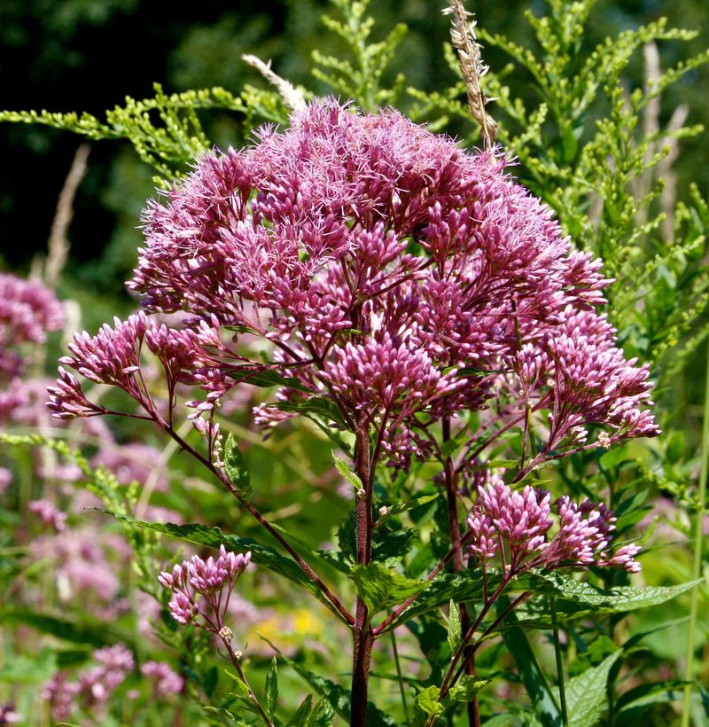Joe-Pye Weed (Eutrochium purpureum) – Hoverfly Central