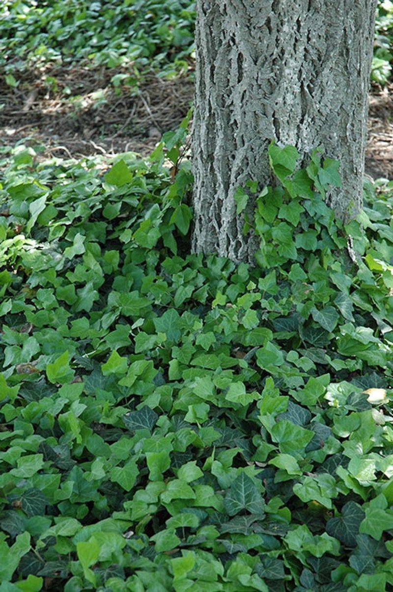 Baltic Ivy
