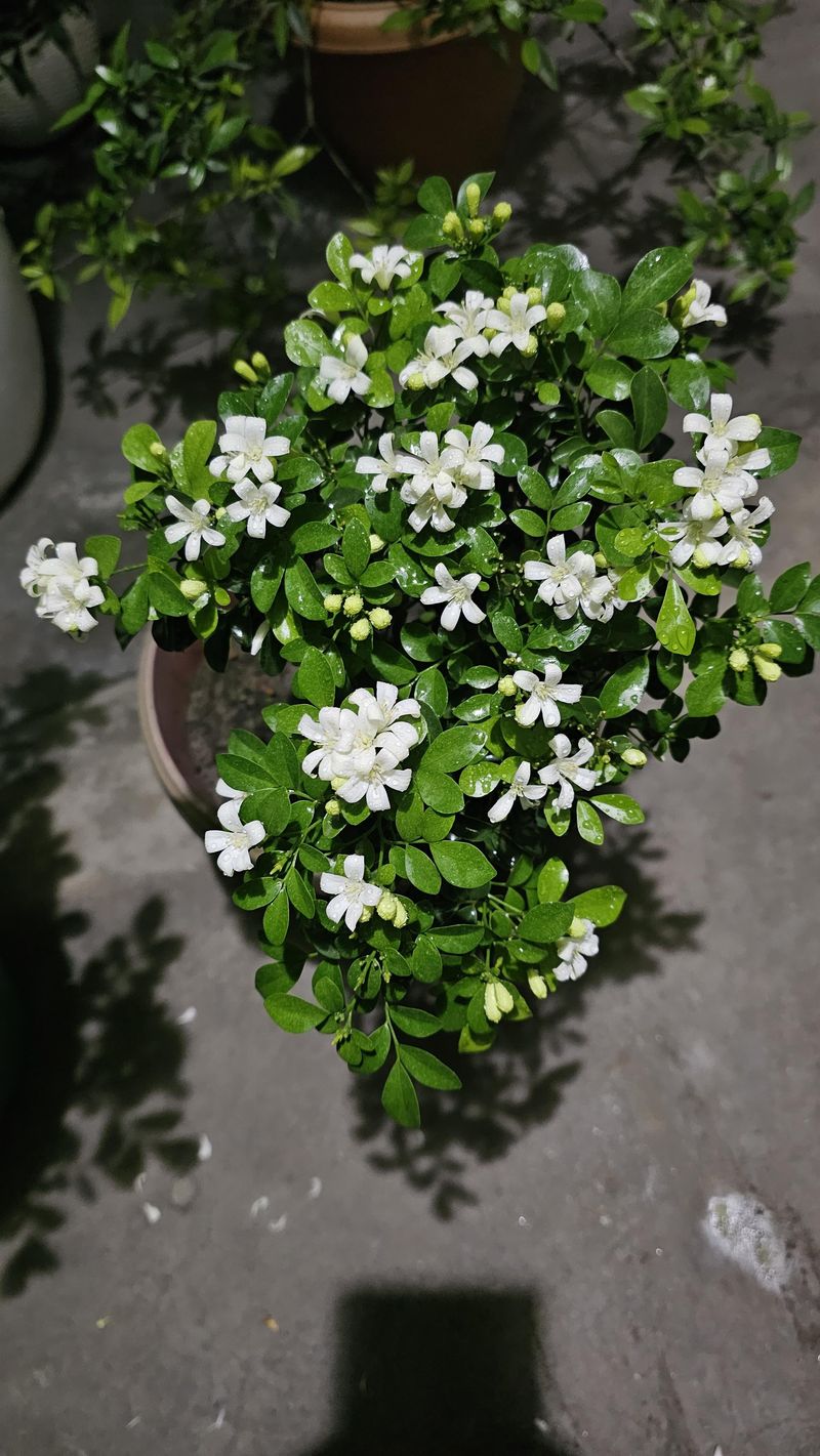 Dwarf Jasmine (Jasminum parkeri)