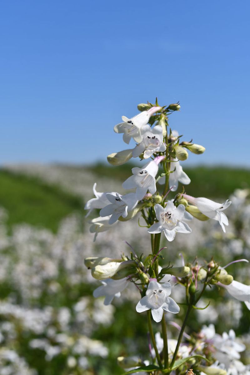 Beardtongue (Penstemon digitalis)