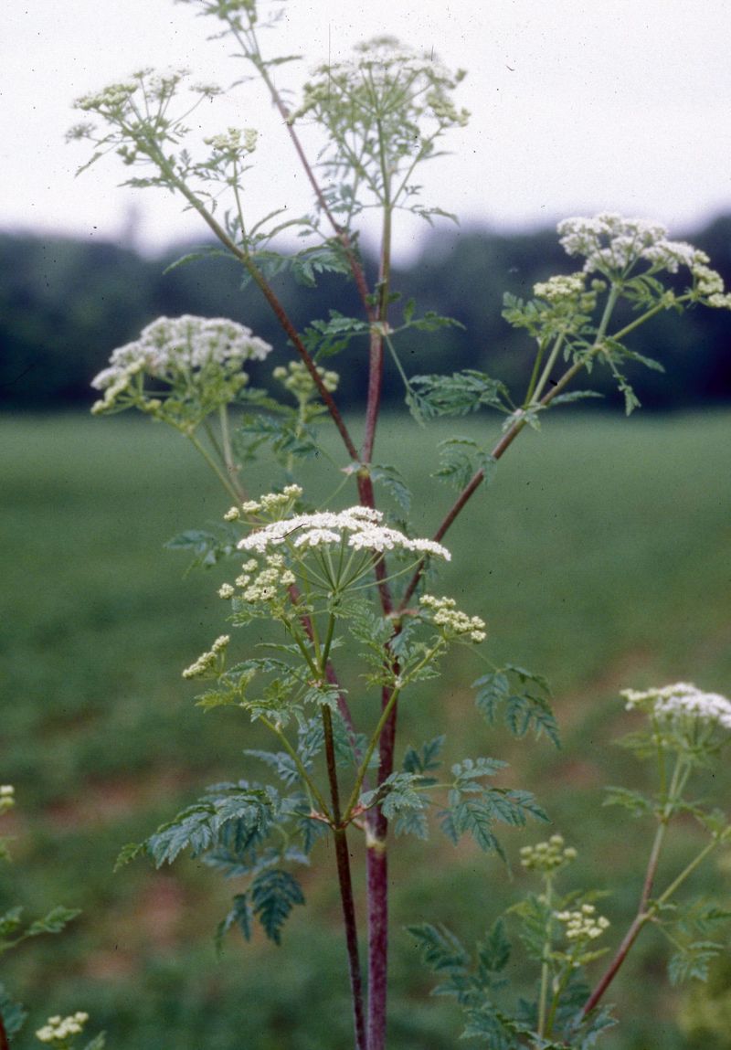 Poison Hemlock