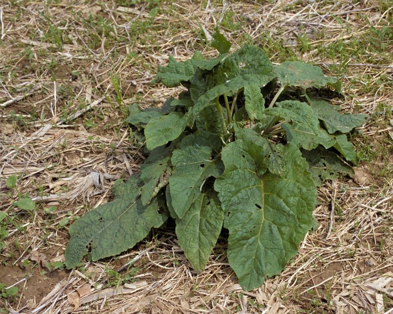 Burdock