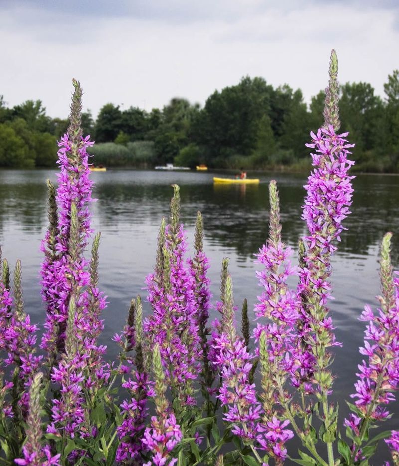 Purple Loosestrife