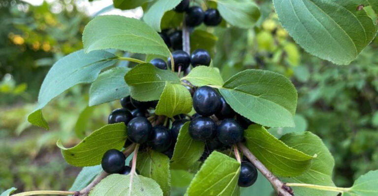 Wildlife-Attracting Plants That Are Perfectly Legal in Wisconsin (But Banned Elsewhere)