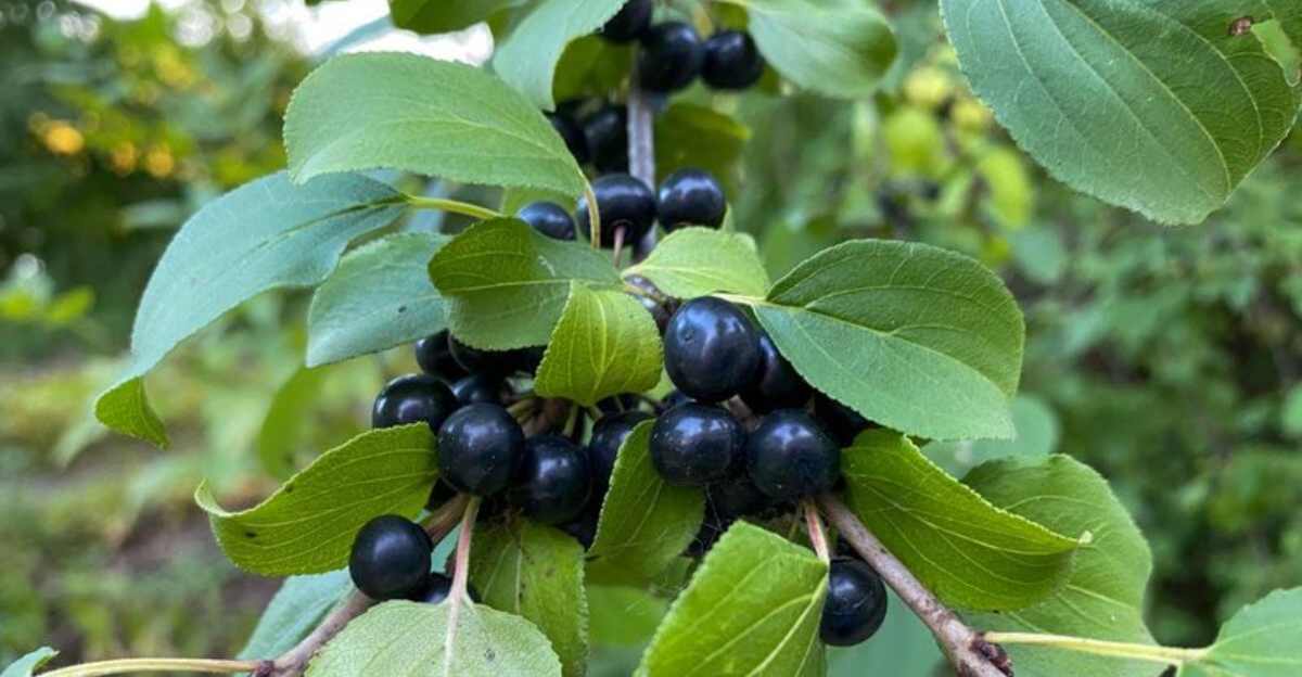 European Buckthorn attracting birds and butterflies in a Wisconsin backyard