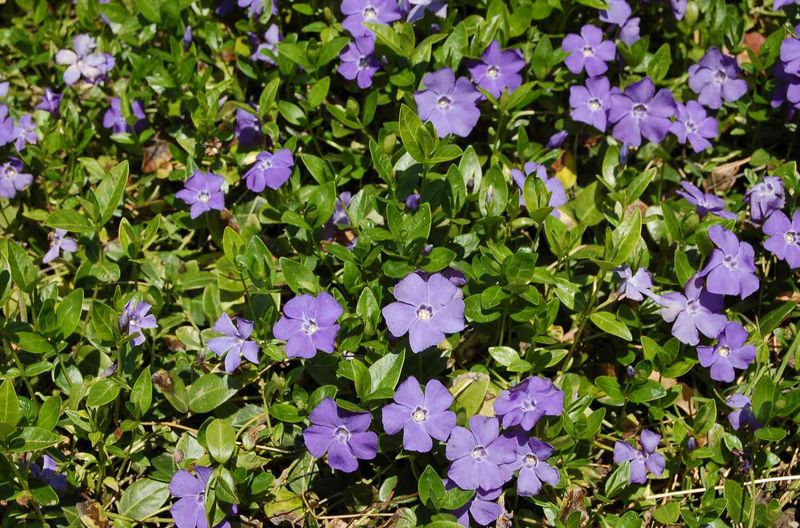 Periwinkle's Seasonal Adaptability